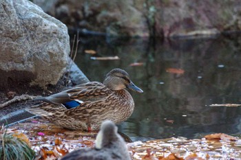 Mallard 国会前庭 Sat, 12/24/2022