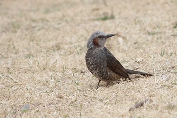 ヒヨドリ 葛西臨海公園 2018年3月11日(日)