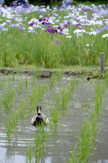 マガモ 小石川後楽園 2022年6月11日(土)