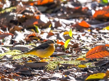 キセキレイ 広田山公園(西宮市) 2022年12月24日(土)