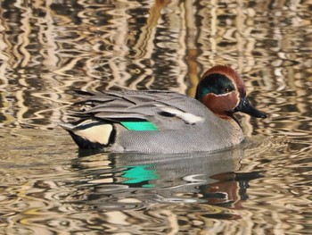 2022年12月24日(土) 白幡沼(さいたま市)の野鳥観察記録