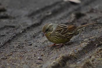 アオジ 葛西臨海公園 2018年3月11日(日)