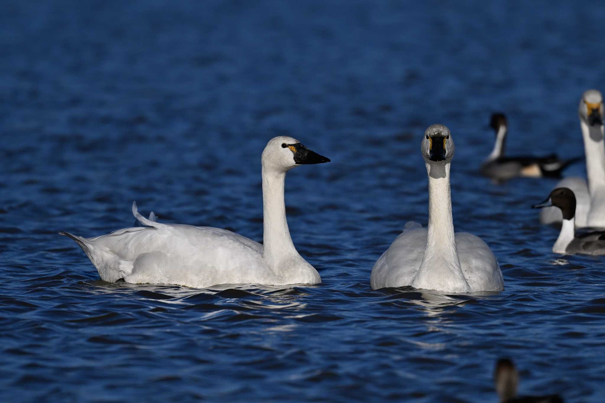 Photo of Tundra Swan(columbianus) at 本埜村白鳥の郷 by ダイ