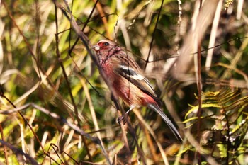 2022年12月25日(日) 早戸川林道の野鳥観察記録