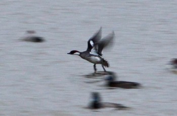 Smew 兵庫県明石市 Sun, 12/25/2022