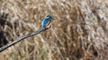 2022年12月25日(日) 小諸発電所第一調整池(杉の木貯水池)の野鳥観察記録