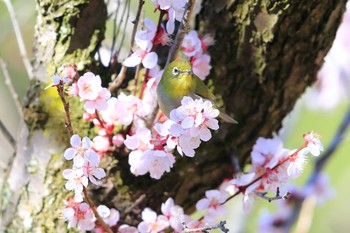 Warbling White-eye Unknown Spots Sat, 3/17/2018