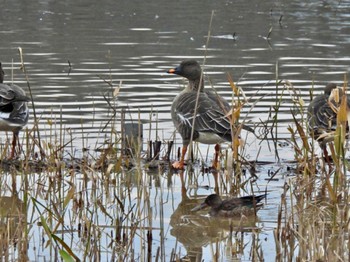 Northern Shoveler 加賀市鴨池観察館 Wed, 12/21/2022