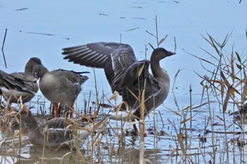 Wed, 12/21/2022 Birding report at 加賀市鴨池観察館