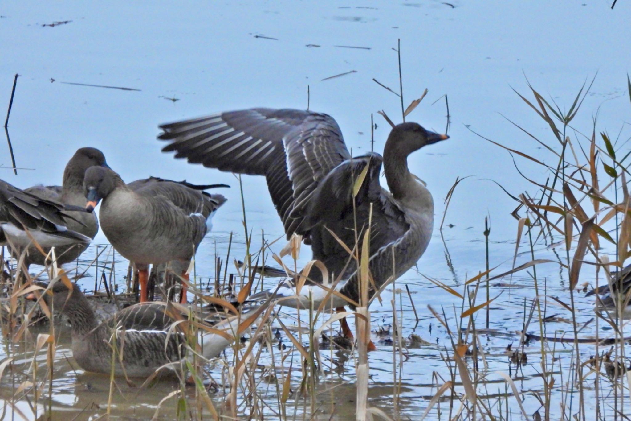 Tundra Bean Goose