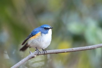 Red-flanked Bluetail Unknown Spots Sat, 3/17/2018