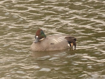 Falcated Duck Yoron Island Sat, 1/30/2016