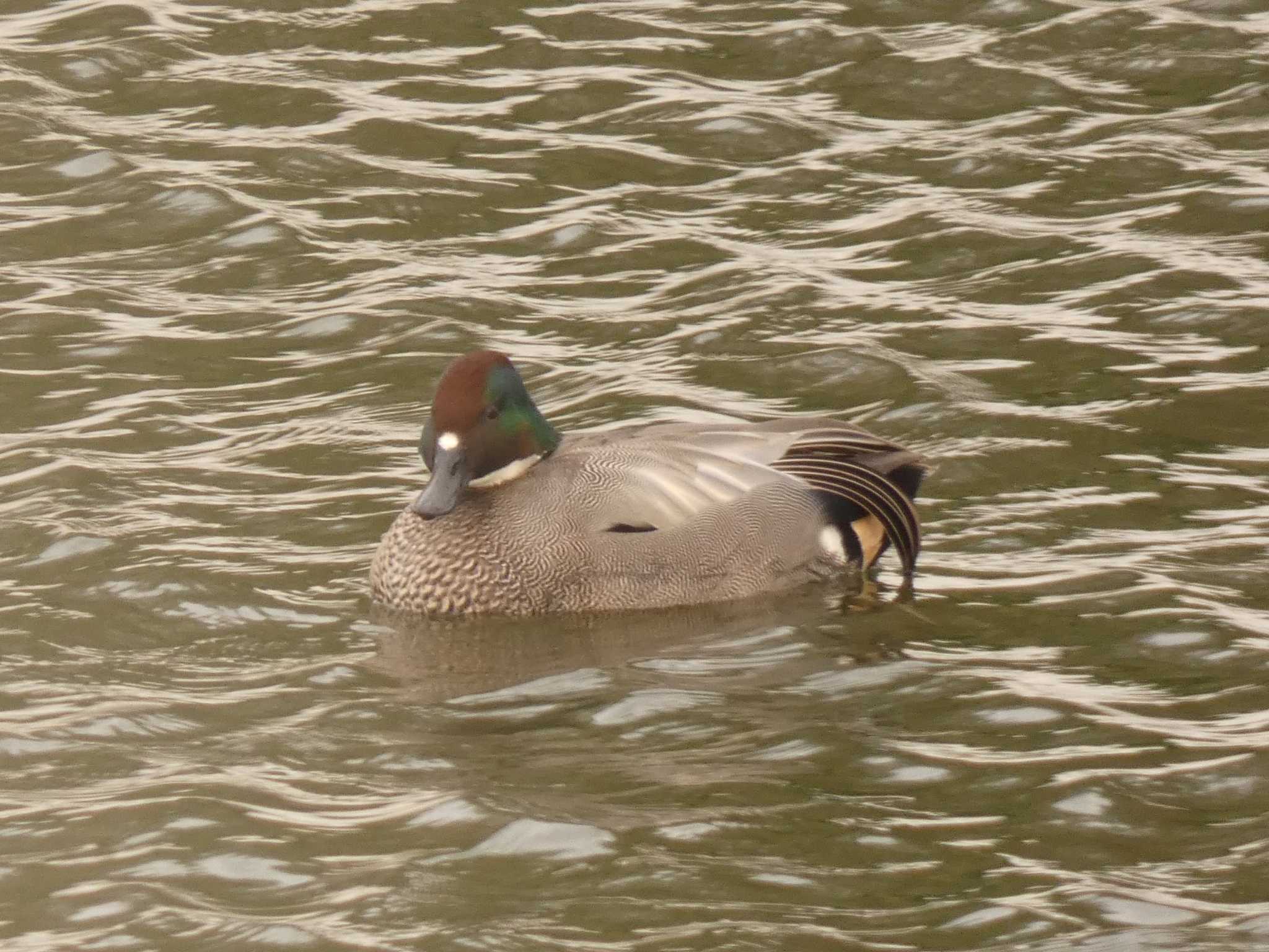 Photo of Falcated Duck at Yoron Island by あおこん