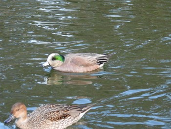 Sun, 12/25/2022 Birding report at 岡山県