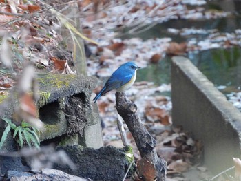 Red-flanked Bluetail Kitamoto Nature Observation Park Sun, 12/25/2022