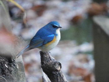 Red-flanked Bluetail Kitamoto Nature Observation Park Sun, 12/25/2022