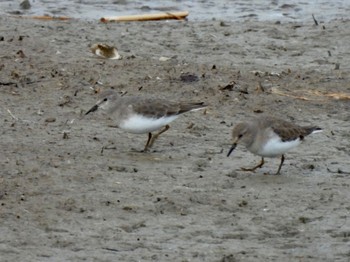 Temminck's Stint 兵庫県明石市 Sun, 12/25/2022