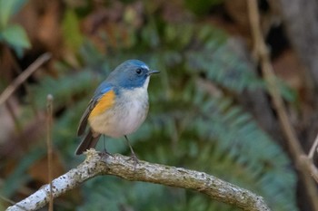 Red-flanked Bluetail Kodomo Shizen Park Sun, 12/25/2022