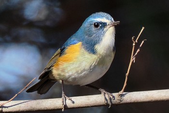 2022年12月24日(土) 北本自然観察公園の野鳥観察記録