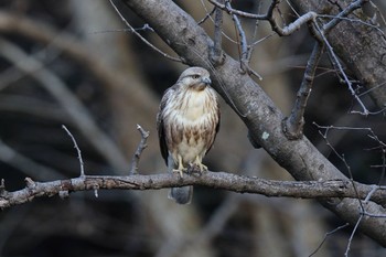 Eastern Buzzard Yatoyama Park Sun, 12/25/2022