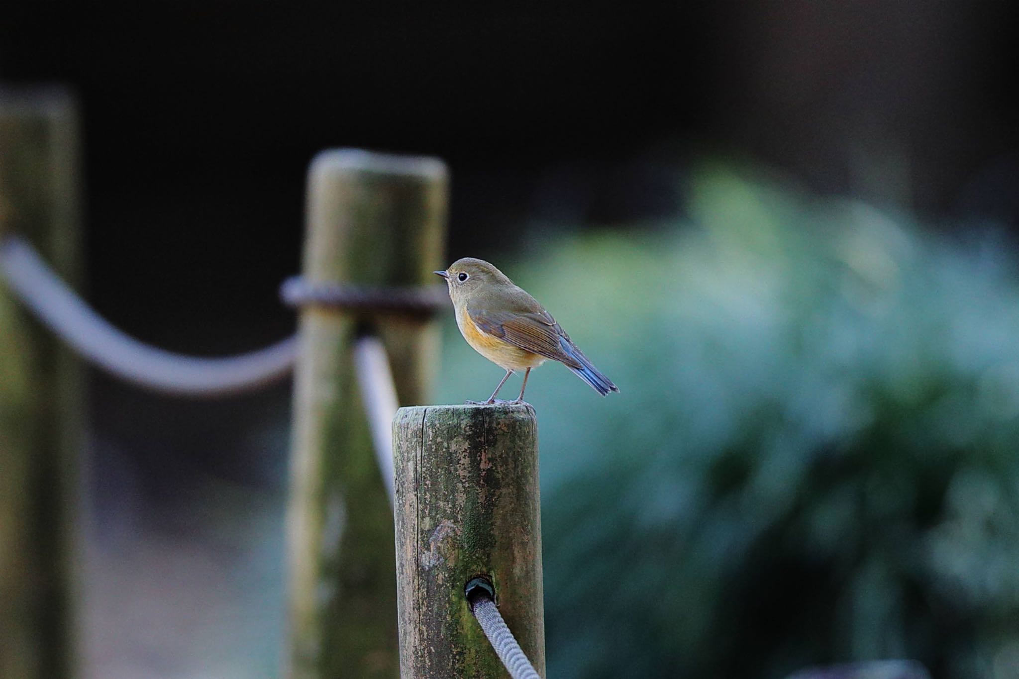 Photo of Red-flanked Bluetail at Yatoyama Park by こぐまごろう