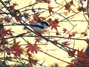 エナガ こども自然公園 (大池公園/横浜市) 2022年12月25日(日)