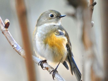 ルリビタキ こども自然公園 (大池公園/横浜市) 2022年12月25日(日)