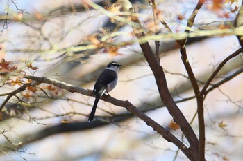 Ryukyu Minivet Kinuta Park Mon, 12/26/2022