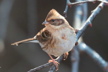 Yellow-throated Bunting Miyagi Kenminnomori Mon, 12/26/2022