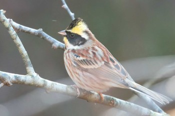 Yellow-throated Bunting Miyagi Kenminnomori Mon, 12/26/2022