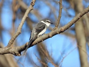 リュウキュウサンショウクイ 秋ヶ瀬公園 2022年12月26日(月)