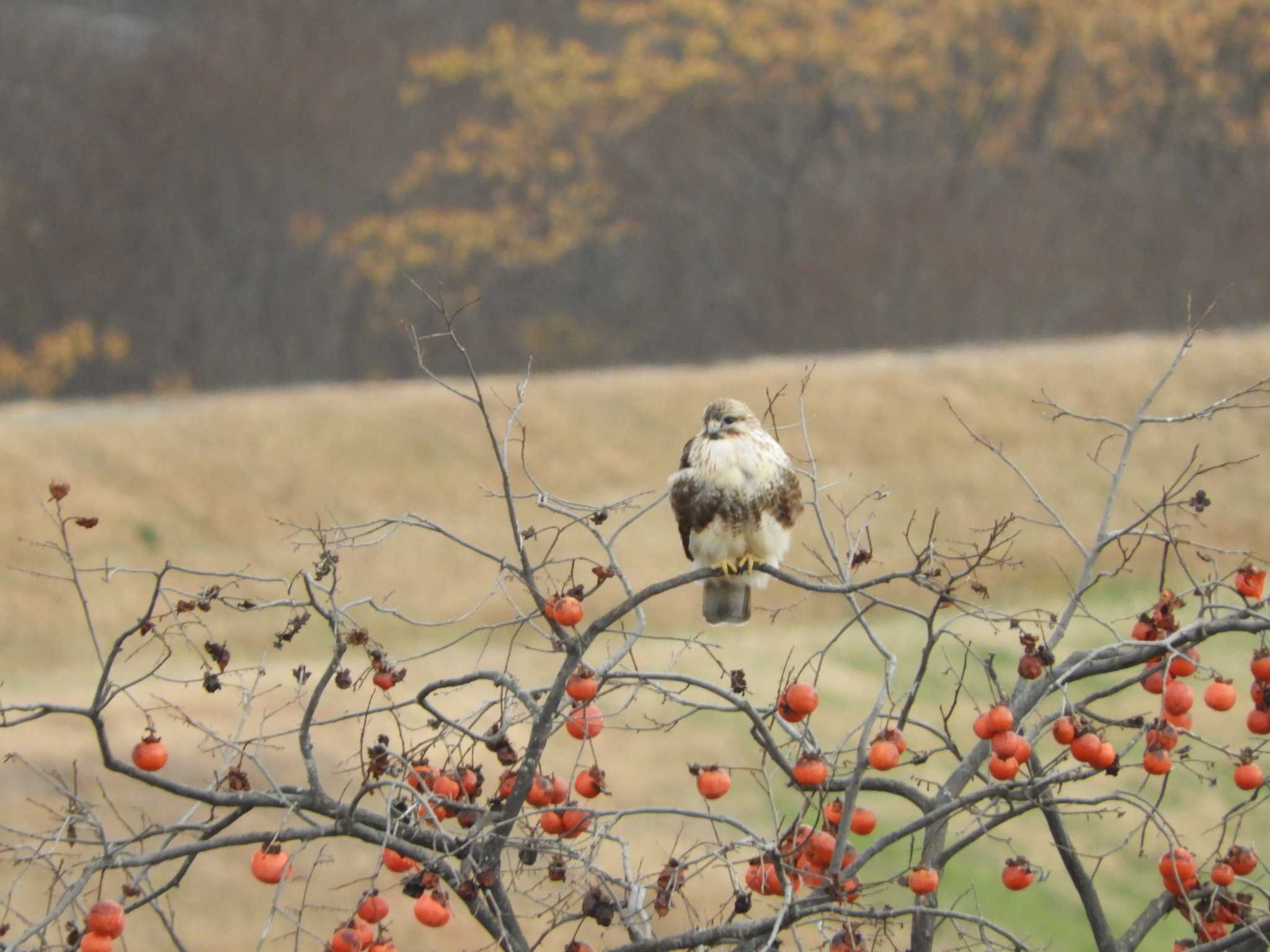 Photo of Eastern Buzzard at 京都 by あなちゃん