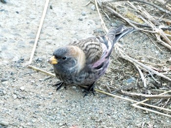 Asian Rosy Finch Mt. Tsukuba Sun, 12/25/2022