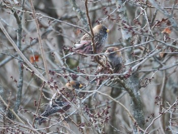 Asian Rosy Finch Mt. Tsukuba Sun, 12/25/2022