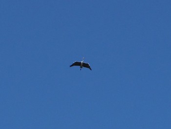 Grey Heron 京都市　鴨川 Sat, 3/17/2018