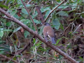 Pale Thrush 横浜市立金沢自然公園 Mon, 12/26/2022