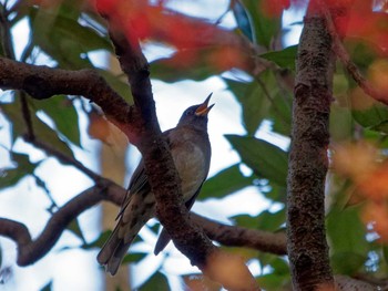 Pale Thrush 横浜市立金沢自然公園 Mon, 12/26/2022