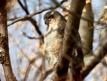 Eurasian Sparrowhawk 淀川河川公園 Mon, 12/26/2022