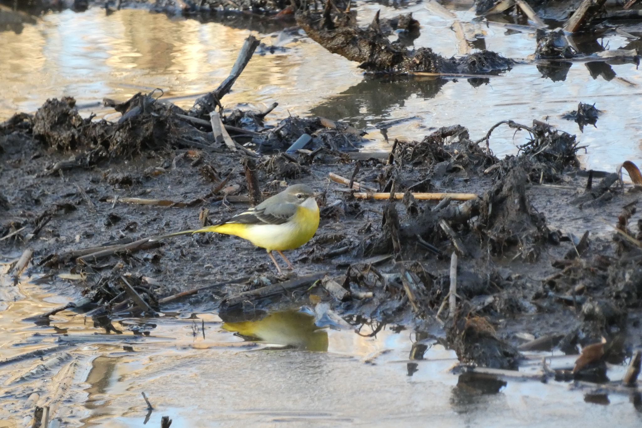 Photo of Grey Wagtail at Kitamoto Nature Observation Park by ネリマバーダー