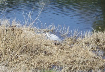 Grey Heron 京都市　鴨川 Sat, 3/17/2018