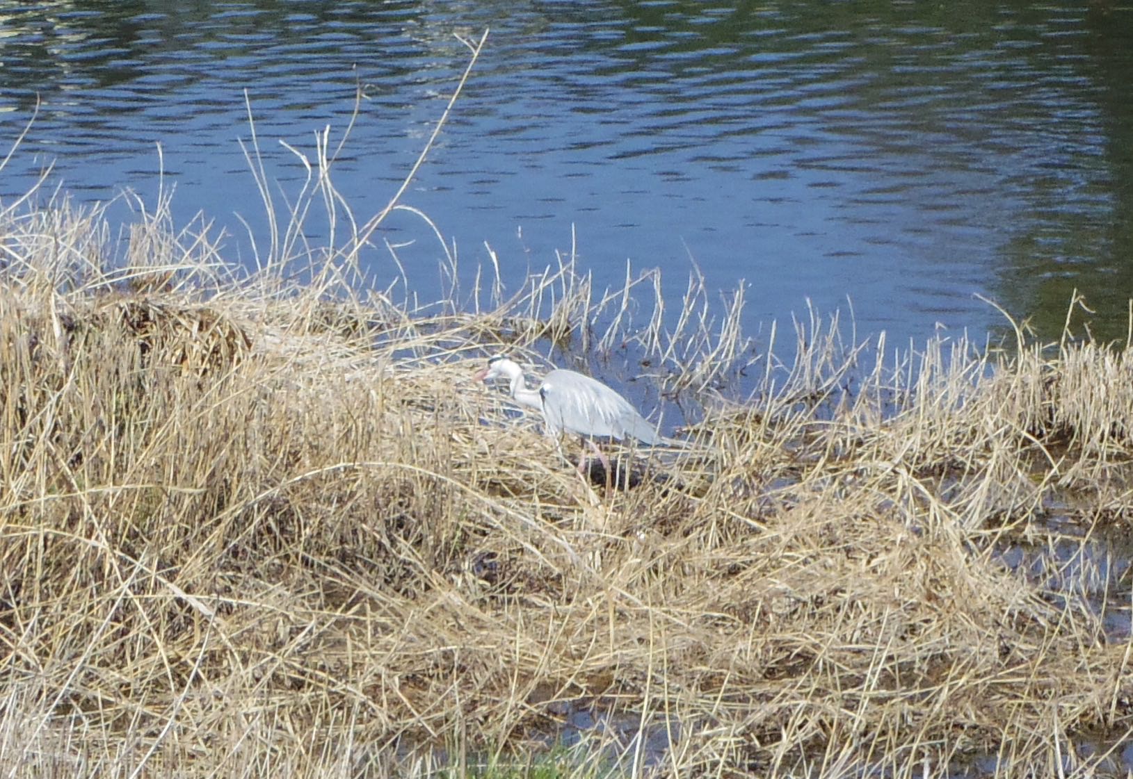 Photo of Grey Heron at 京都市　鴨川 by smallfield