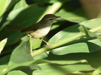 2022年12月26日(月) 江津湖の野鳥観察記録