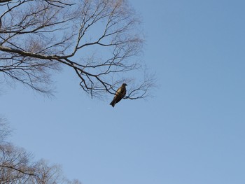 Black Kite 京都市　鴨川 Sat, 3/17/2018