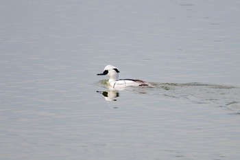 ミコアイサ 兵庫県明石市 2018年3月4日(日)