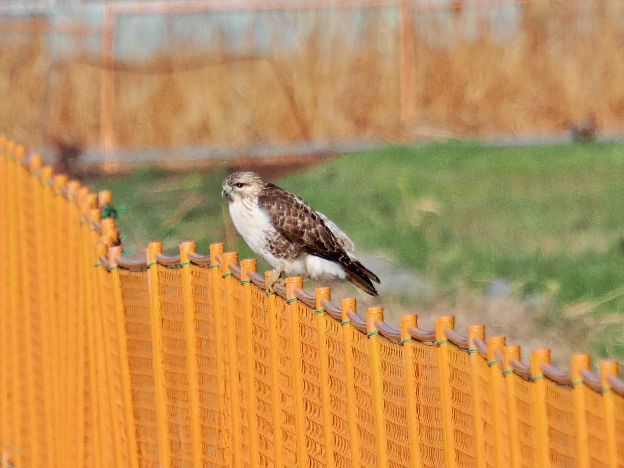 Photo of Eastern Buzzard at 高浜干拓地(茨城県) by 藤原奏冥