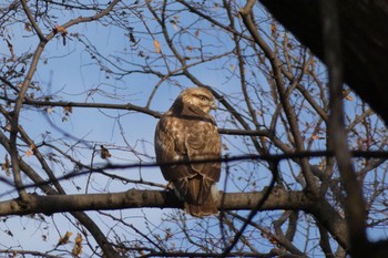 2019年12月15日(日) 井の頭公園の野鳥観察記録