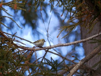 2018年3月17日(土) 長野市の野鳥観察記録