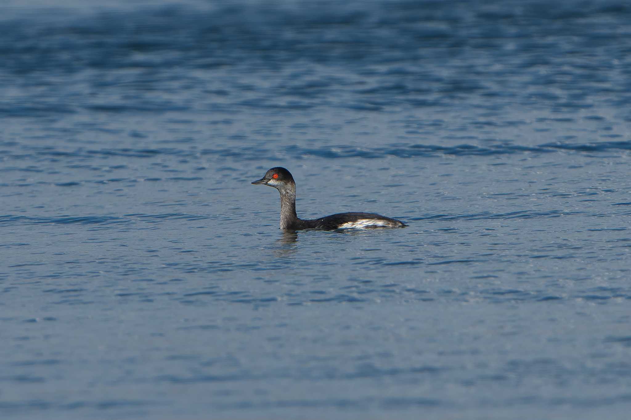 Black-necked Grebe