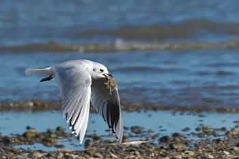 2022年12月18日(日) 加古川河口の野鳥観察記録