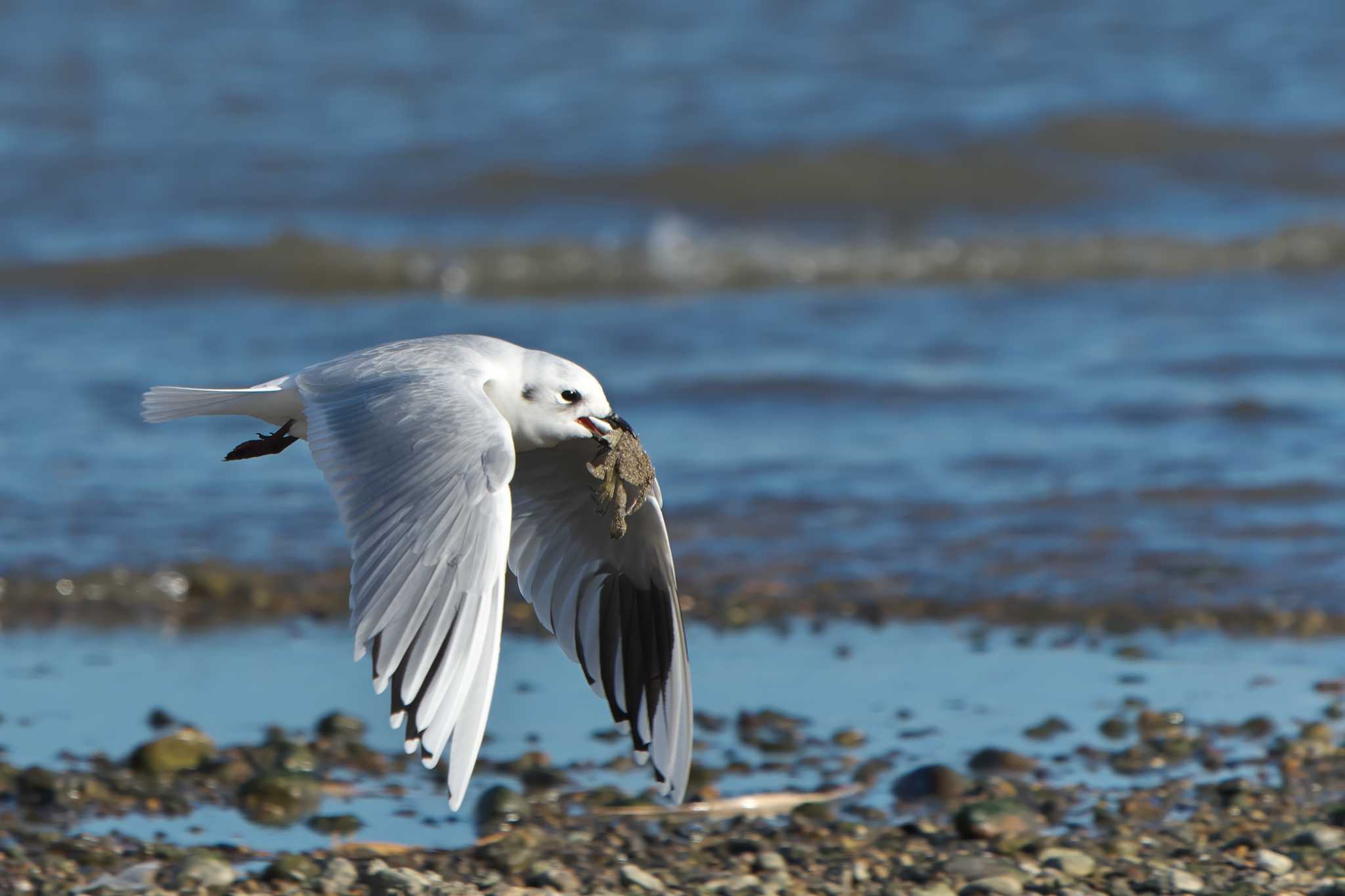 Photo of Saunders's Gull at 加古川河口 by 禽好き